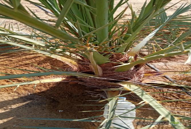 6936322 - الصورة الرئيسية للعقار