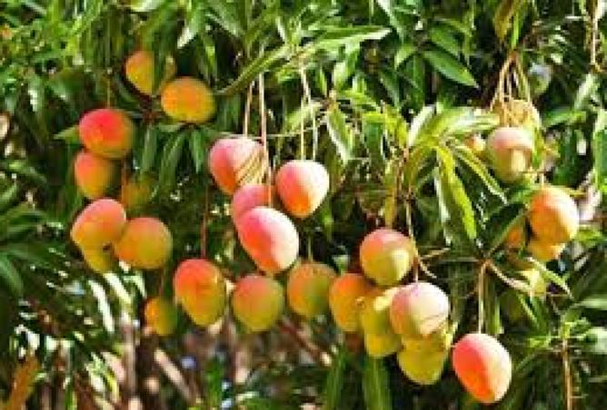 7557234 - صورة العقار 3