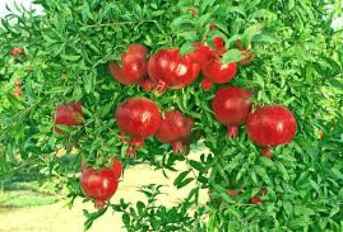 7557234 - صورة العقار 2