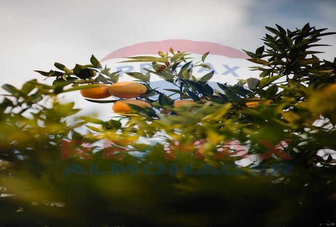 8008843 - صورة العقار 2