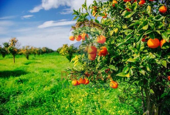 8008843 - الصورة الرئيسية للعقار