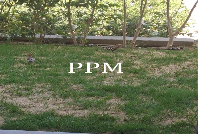 7976195 - الصورة الرئيسية للعقار