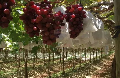 Farm - Studio for sale in Wadi Al Natron - Al Behera