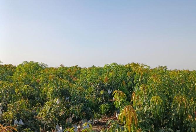 8335222 - الصورة الرئيسية للعقار