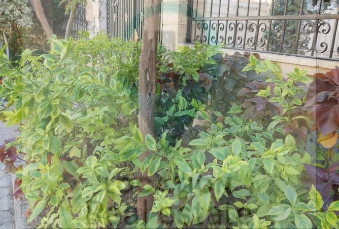 61678786 - صورة العقار 3