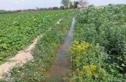 Farm - Studio for sale in Cairo   Borg Al Arab Desert Road - King Mariout - Hay Al Amereyah - Alexandria