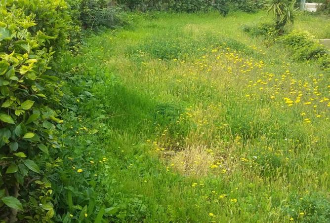 68787039 - صورة العقار 2