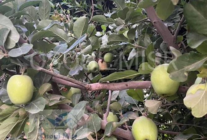 98547135 - صورة العقار 3