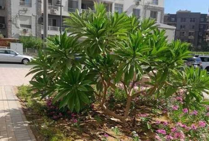 52183562 - صورة العقار 3