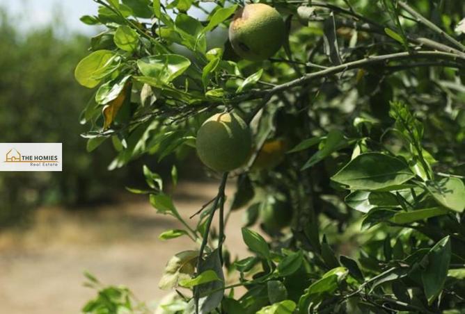 53987217 - Property Image 3