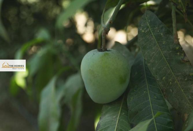 53987217 - Property Image 2