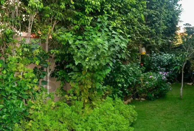 111019342 - صورة العقار 3