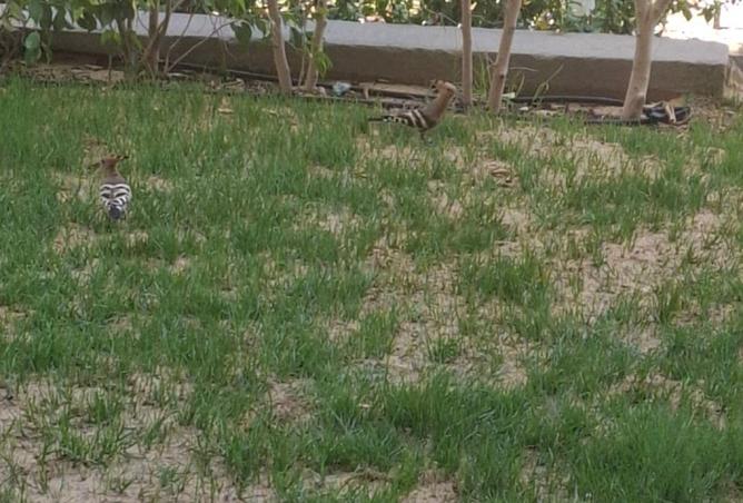 56508204 - صورة العقار 2