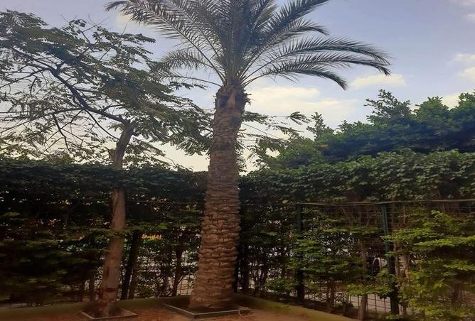 52454839 - صورة العقار 2