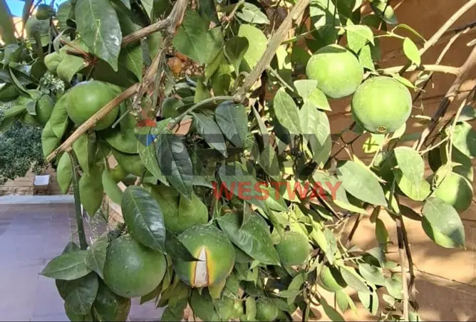112699700 - صورة العقار 3