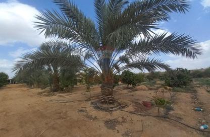 Farm - Studio for sale in Cairo Alexandria Desert Road - 6 October City - Giza