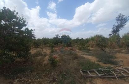 Farm - Studio for sale in Cairo Alexandria Desert Road - 6 October City - Giza