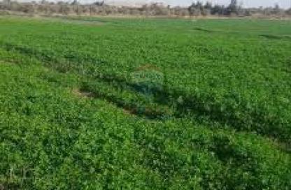 Farm - Studio for sale in Cairo   Borg Al Arab Desert Road - Borg El Arab - Borg El Arab City - Alexandria