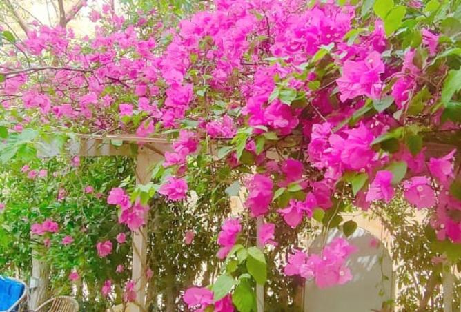 62887582 - صورة العقار 3