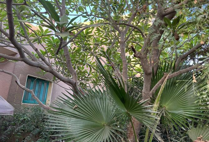 67991228 - صورة العقار 2