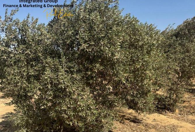 62168161 - صورة العقار 2