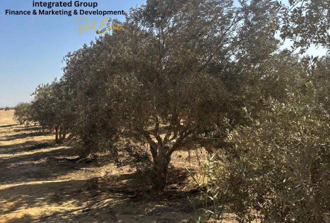 62168161 - صورة العقار 3