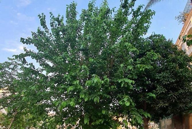 2P2PxT7hK40 - صورة العقار 3