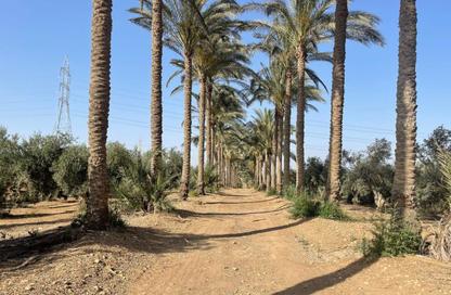 قطعة أرض - استوديو للبيع في المنصورية - حي الهرم - الجيزة