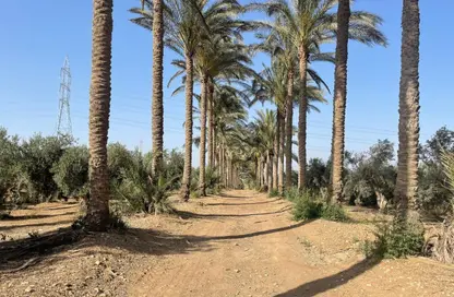 قطعة أرض - استوديو للبيع في المنصورية - حي الهرم - الجيزة