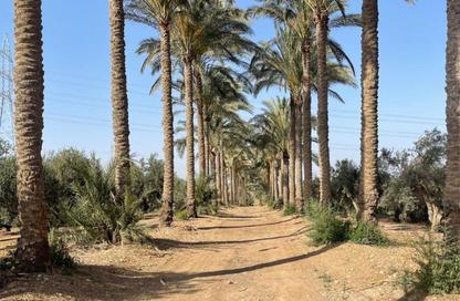 قطعة أرض - استوديو للبيع في المنصورية - حي الهرم - الجيزة