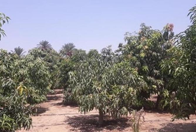 105728717 - الصورة الرئيسية للعقار