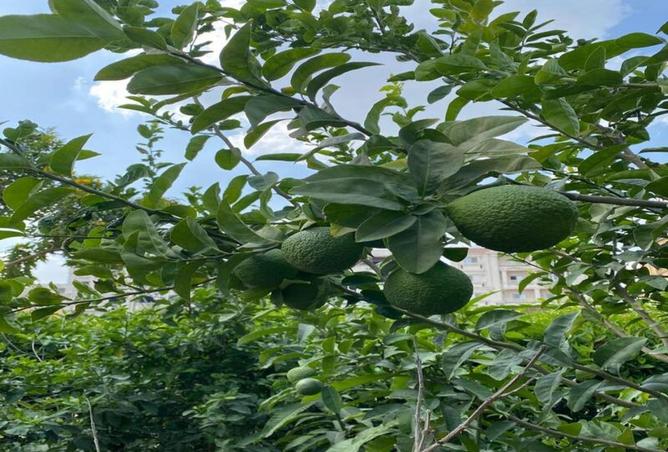 53477900 - صورة العقار 3