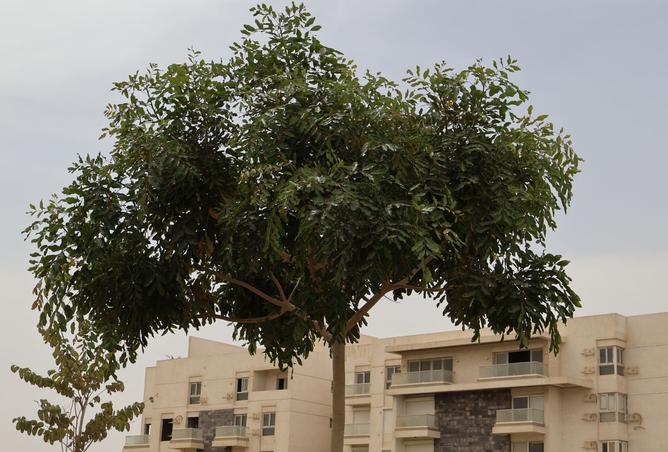 96584207 - صورة العقار 2