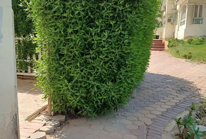 111301213 - صورة العقار 3
