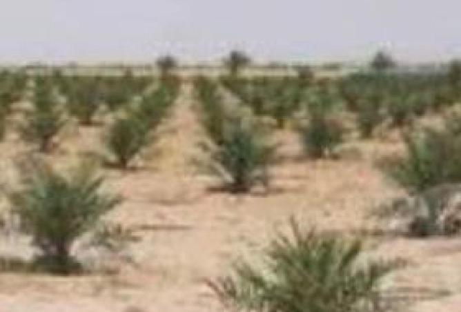 81051982 - الصورة الرئيسية للعقار