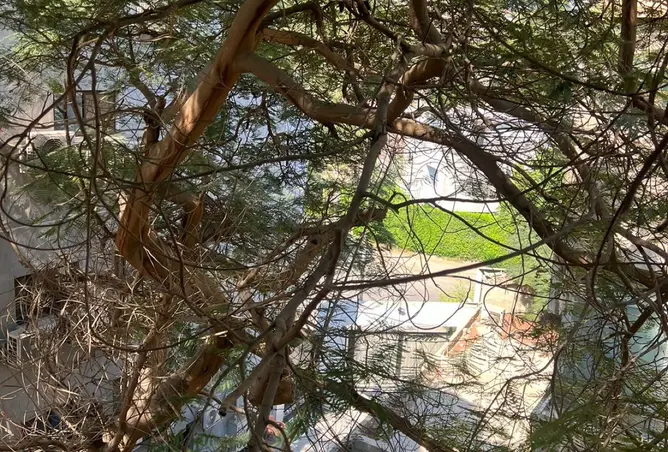 116739842 - صورة العقار 3