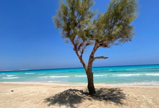 74593804 - صورة العقار 3