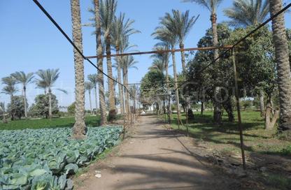 Farm - Studio for sale in El Khatatba - Madinat Al Menofeya - Al Menofeya