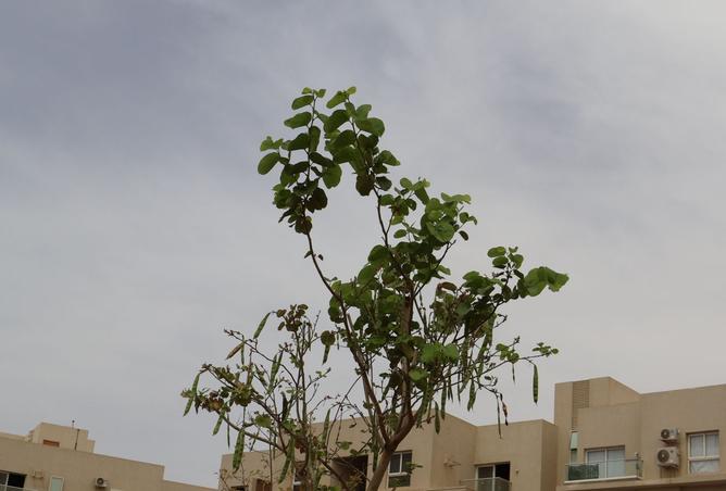 97436529 - صورة العقار 3
