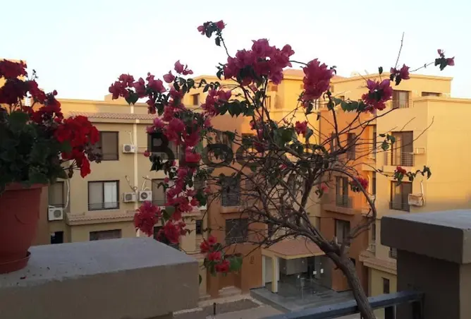 116490658 - صورة العقار 2