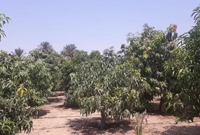 121654967 - صورة العقار 2
