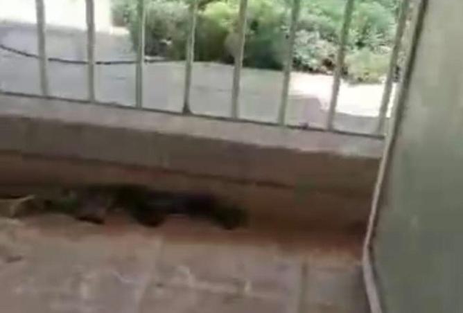 8532167 - صورة العقار 3