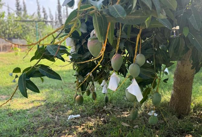 52444598 - صورة العقار 3