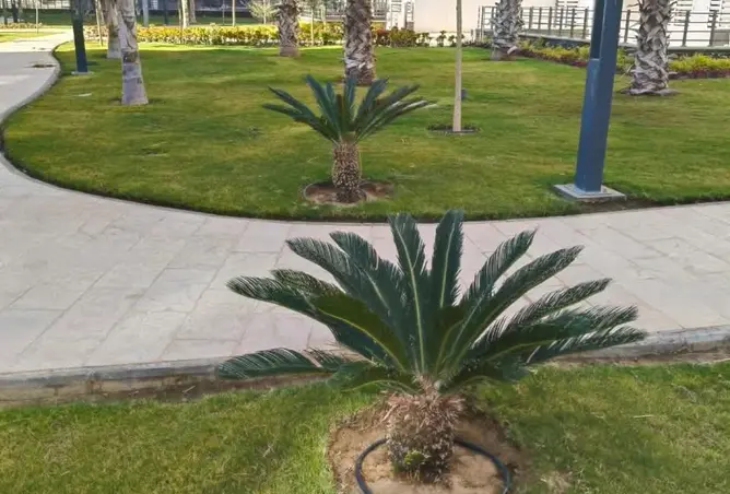 121656865 - صورة العقار 3