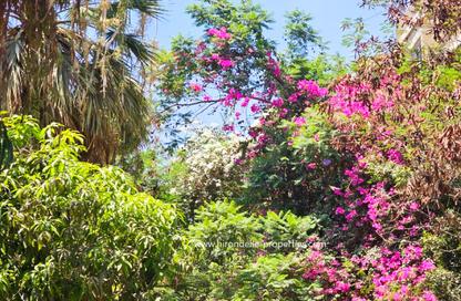Villa - 6 Bedrooms - 6 Bathrooms for sale in Sarayat Al Maadi - Hay El Maadi - Cairo