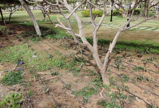 52463521 - صورة العقار 3