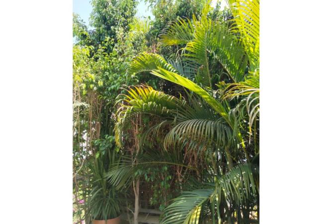 66699413 - صورة العقار 2