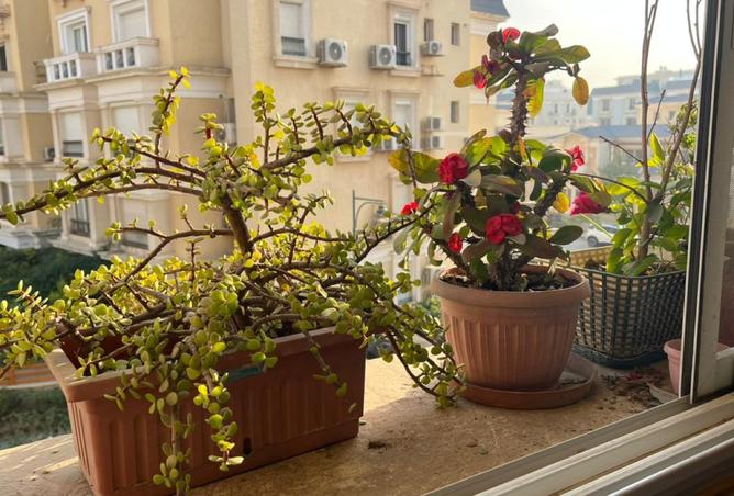 8510260 - صورة العقار 3