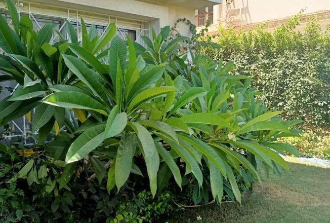 53732477 - صورة العقار 2