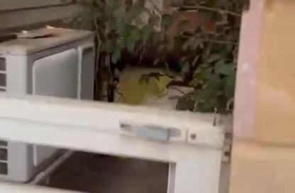 Apartment - 2 Bedrooms - 1 Bathroom for rent in Madinaty - Cairo Apartment - 2 Bedrooms - 1 Bathroom for rent in Madinaty - Cairo